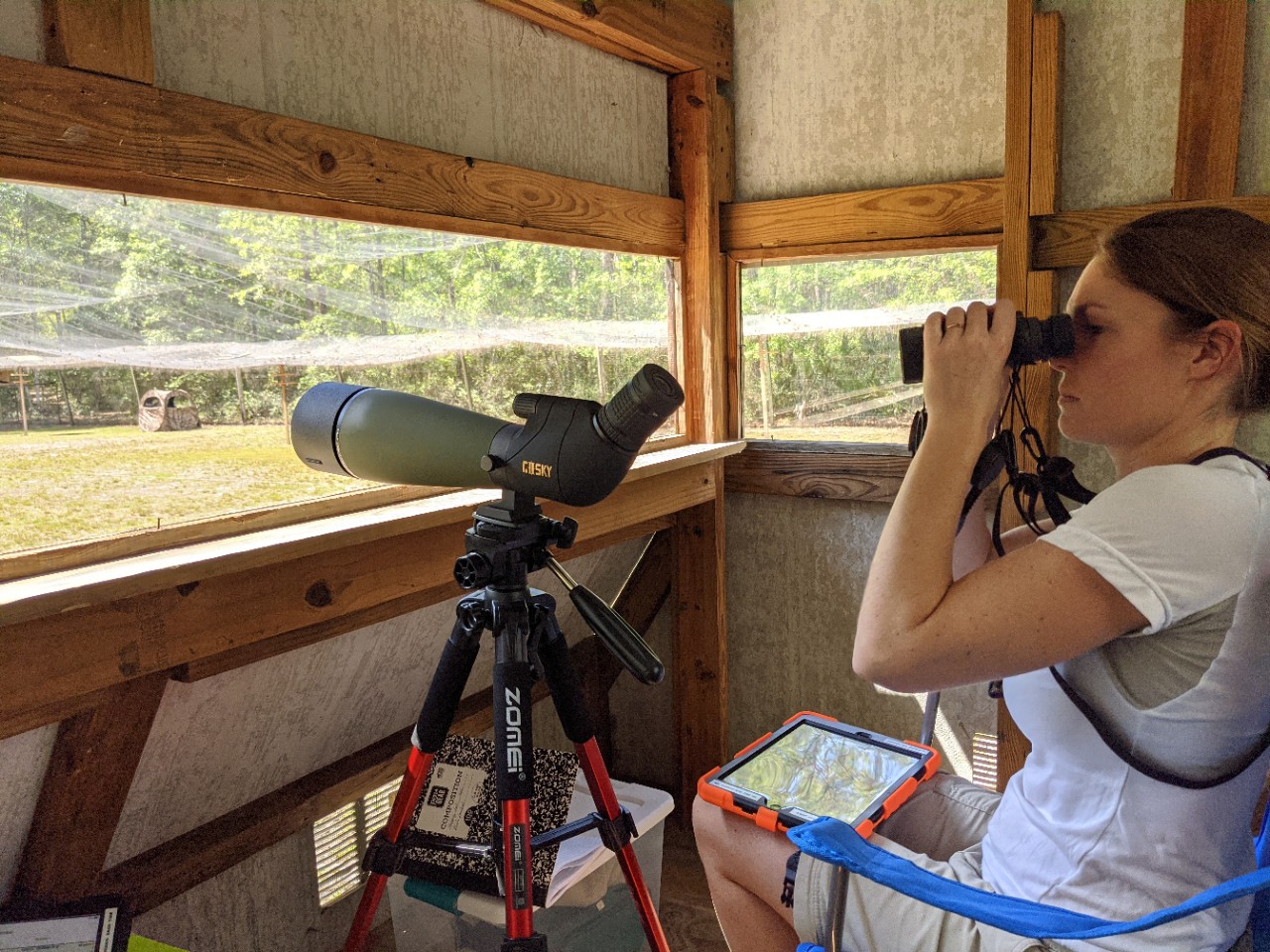 Annemarie Van Der Marel peers through binoculars in a bird blind.