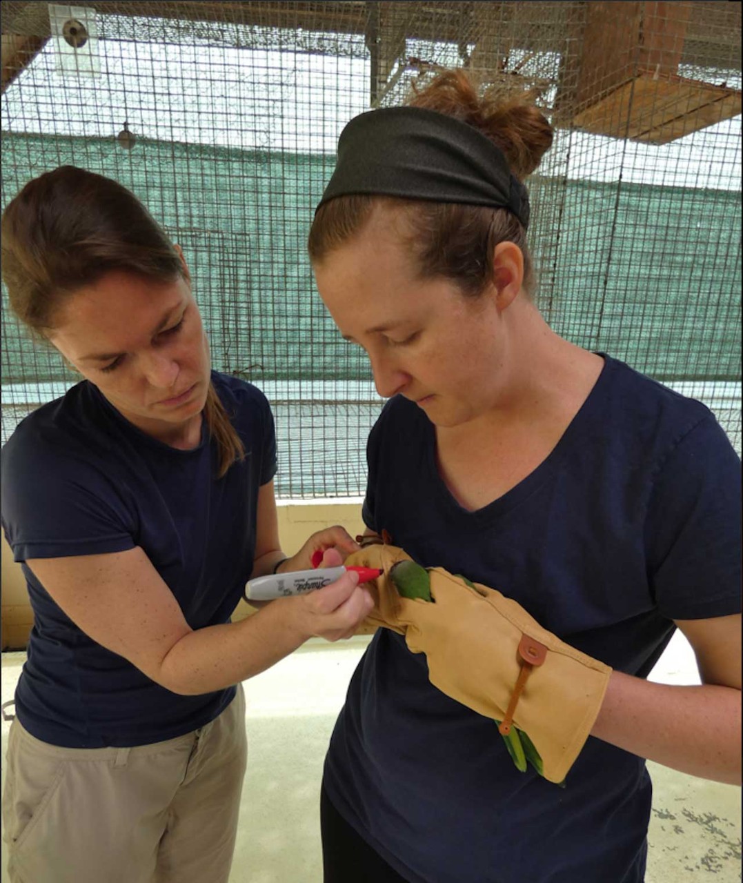 Researchers use a pen to place a unique ID mark on a monk parakeet.