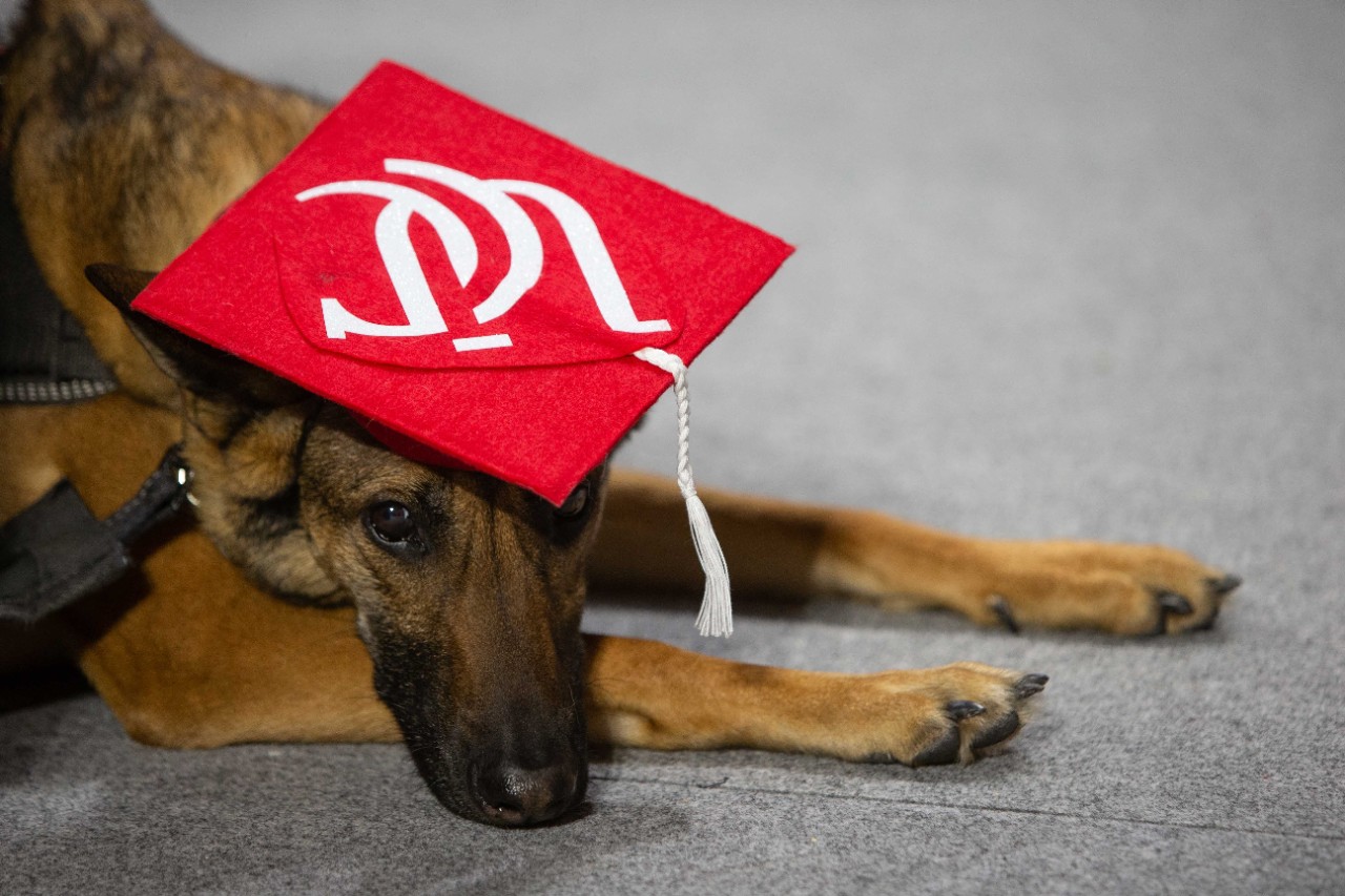 A service dog wears a UC mortar board.