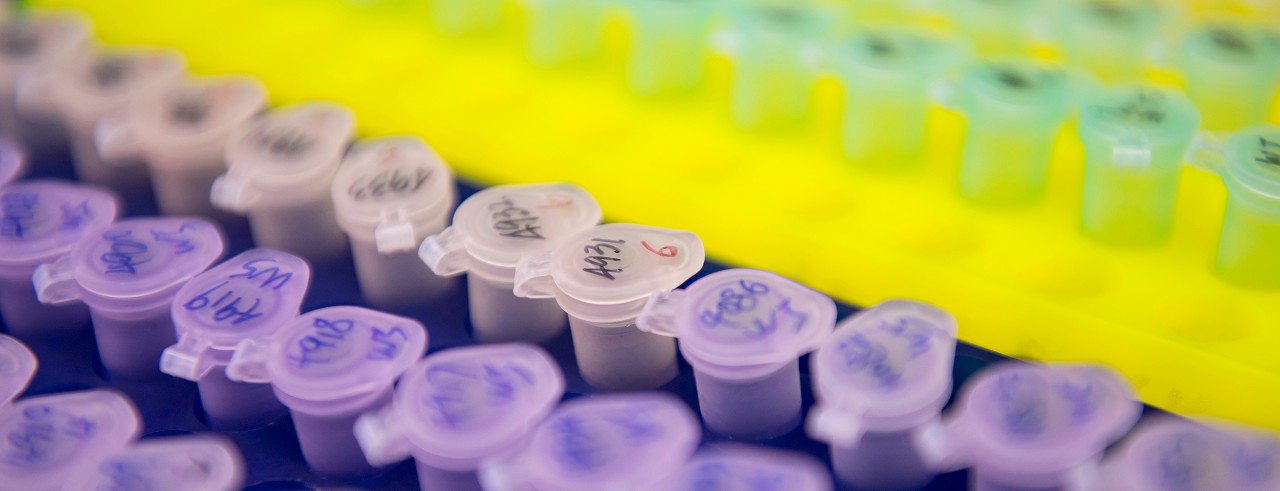 image of lab vials