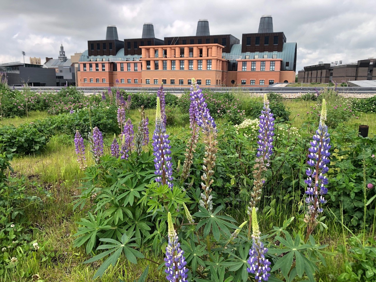 a view of the Engineering Research Center from a distance against a cloudy blue sky, with grass and flowers in the foreground