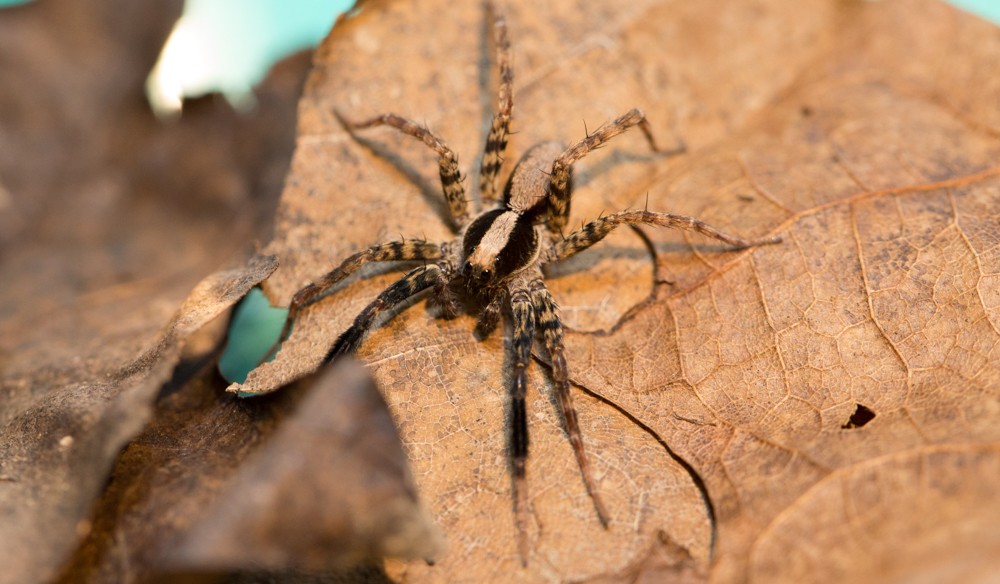 A wolf spider in a UC lab.