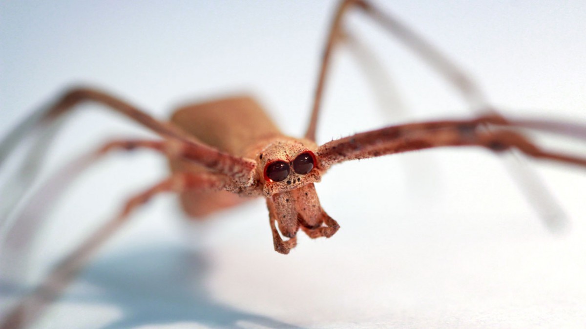 An ogre-faced spider.