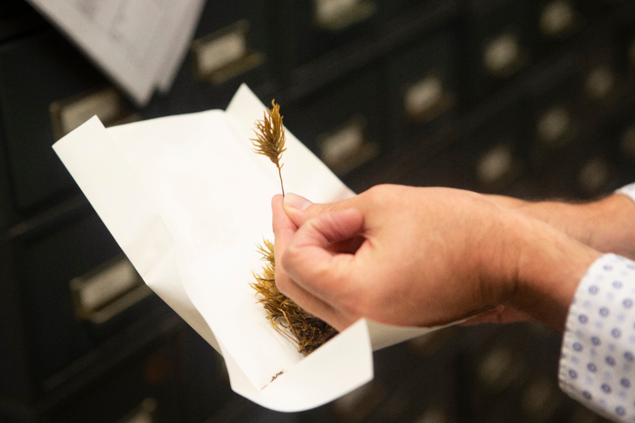 A hand holds up an envelope containing a bryophyte specimen.