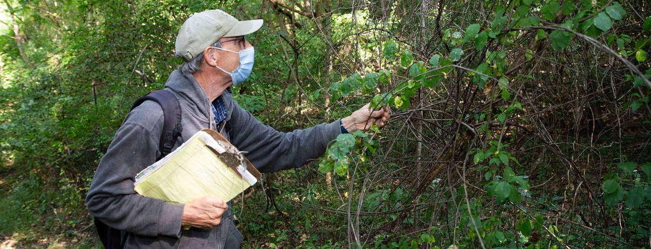 UC professor Denis Conover studies a shrub at Spring Grove Cemetery and Arboretum while wearing a face mask and carrying a clipboard.