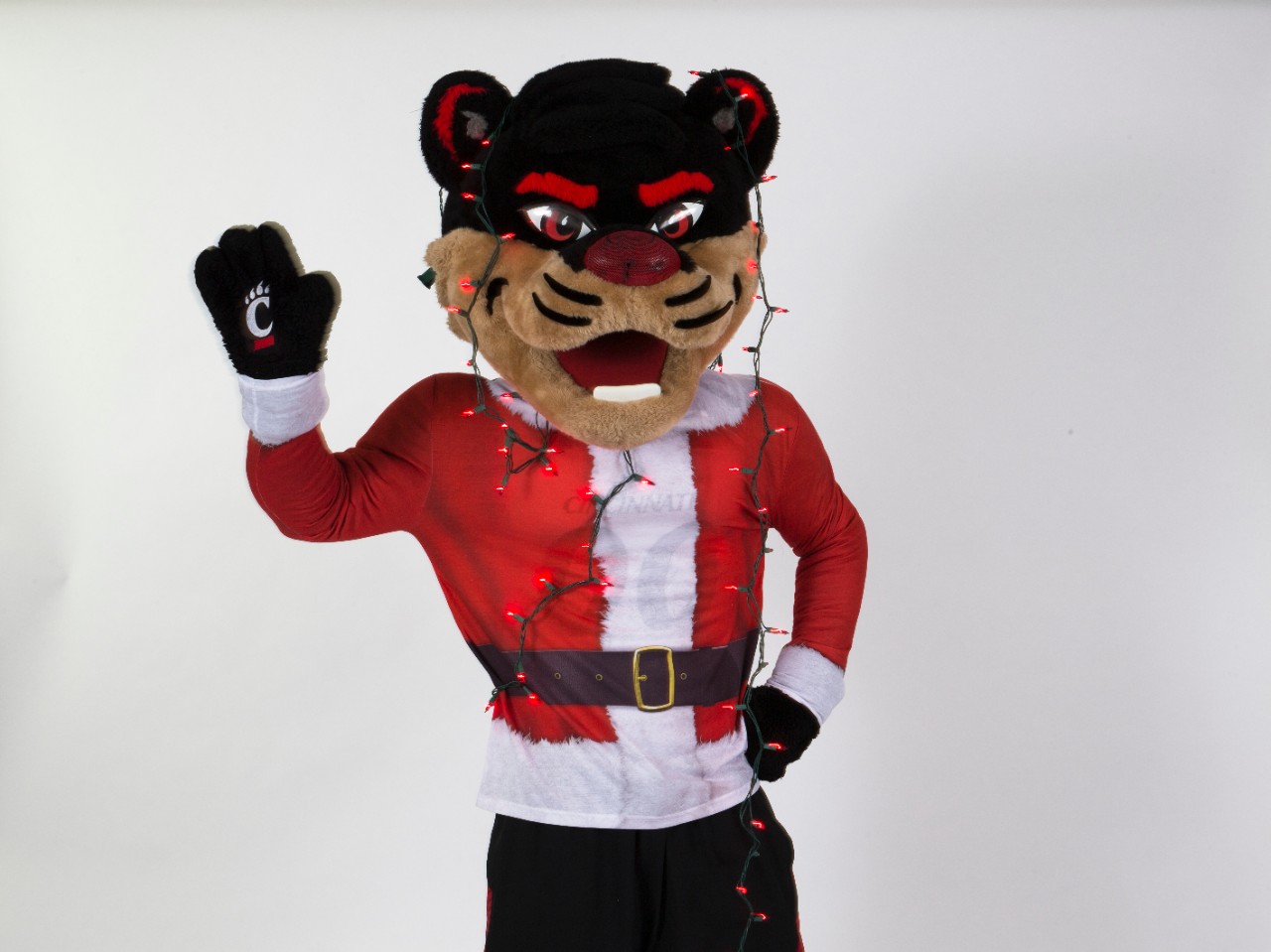Bearcat wrapped in lights for Holiday card
