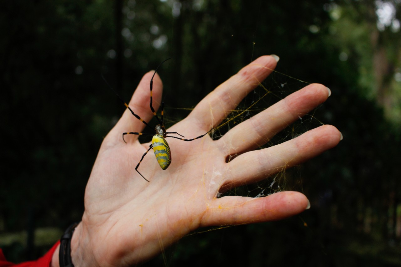 A Joro spider in relation to a person's hand.