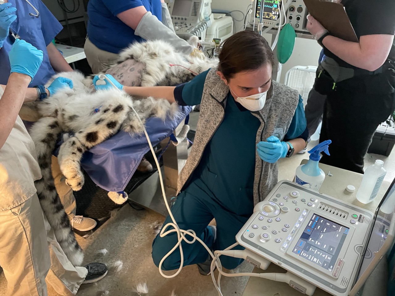 Julie Barnes performs an ultrasound on a sedated snow leopard in a medical facility at the Cincinnati Zoo.