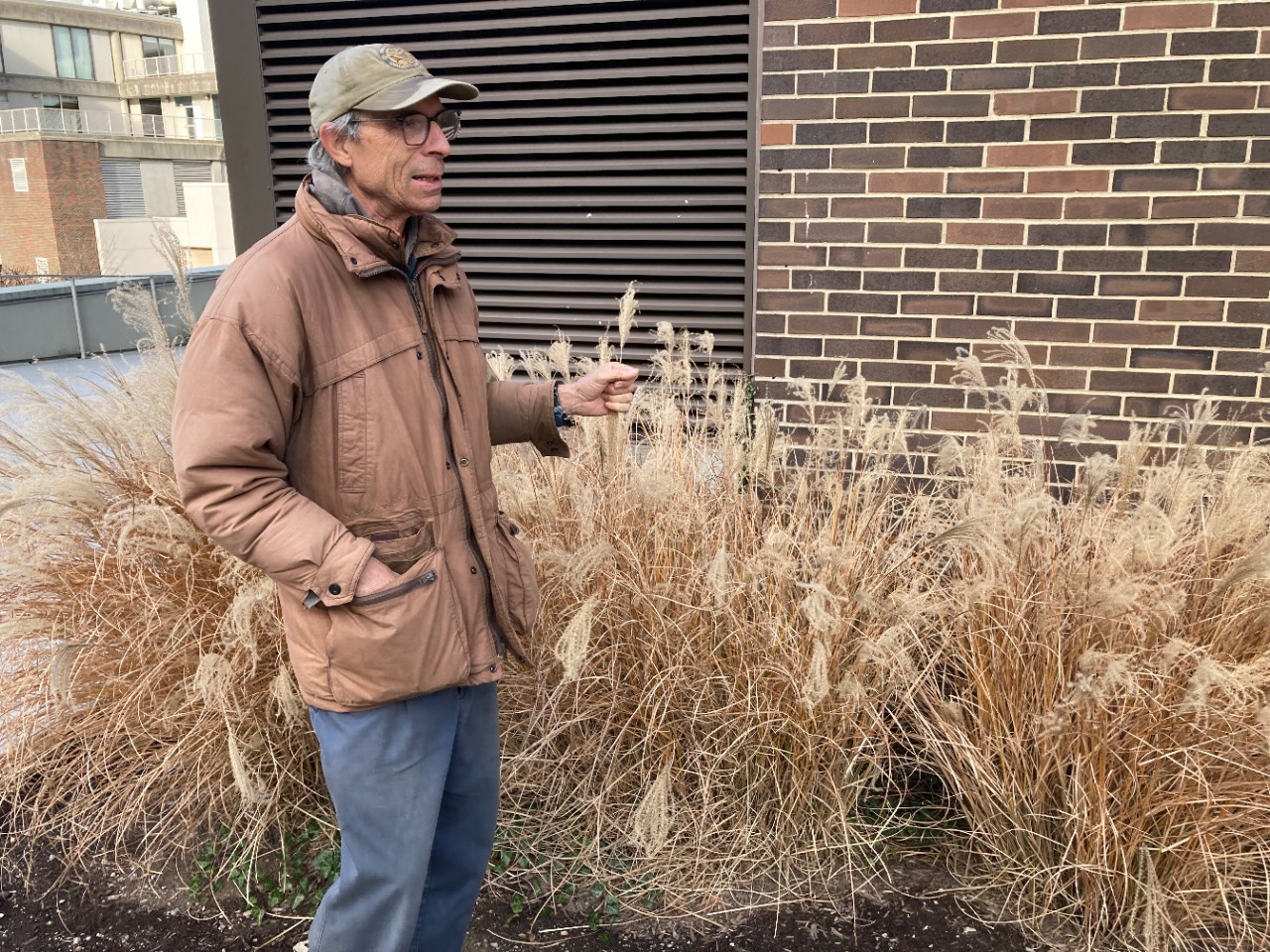 Denis Conover stands in front of an ornamental bed of nonnative grass at UC.