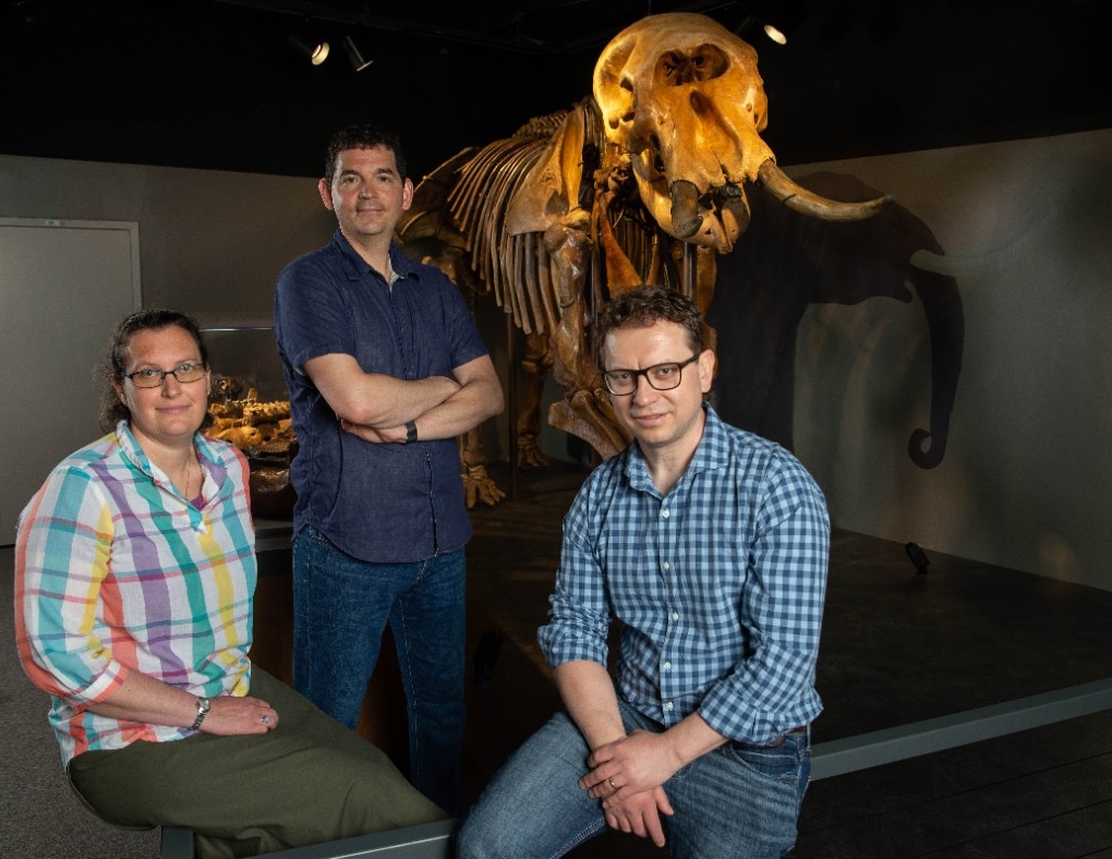 UC assistant professor Joshua Miller, associate professor Brooke Crowley, and associate professor Bledar (Alex) Konomi, (shown here at the Cincinnati Museum Center with a mounted mastodon skeleton) have a new study coming out that tracked the life and death of a long-extinct mastodon 13,000 years ago using isotopic analysis of its tusks.