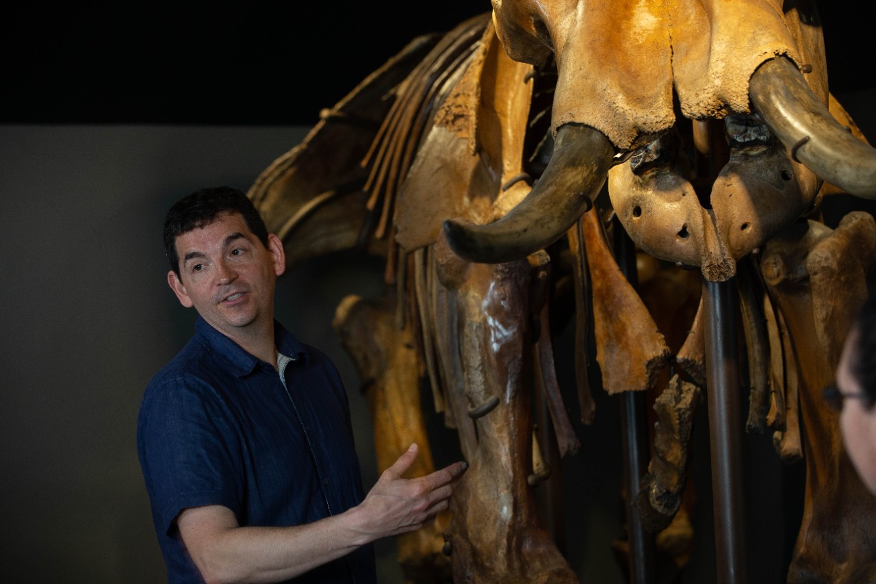 UC assistant professor Joshua Miller, associate professor Brooke Crowley, and associate professor Bledar (Alex) Konomi, (shown here at the Cincinnati Museum Center with a mounted mastodon skeleton) have a new study coming out that tracked the life and death of a long-extinct mastodon 13,000 years ago using isotopic analysis of its tusks.