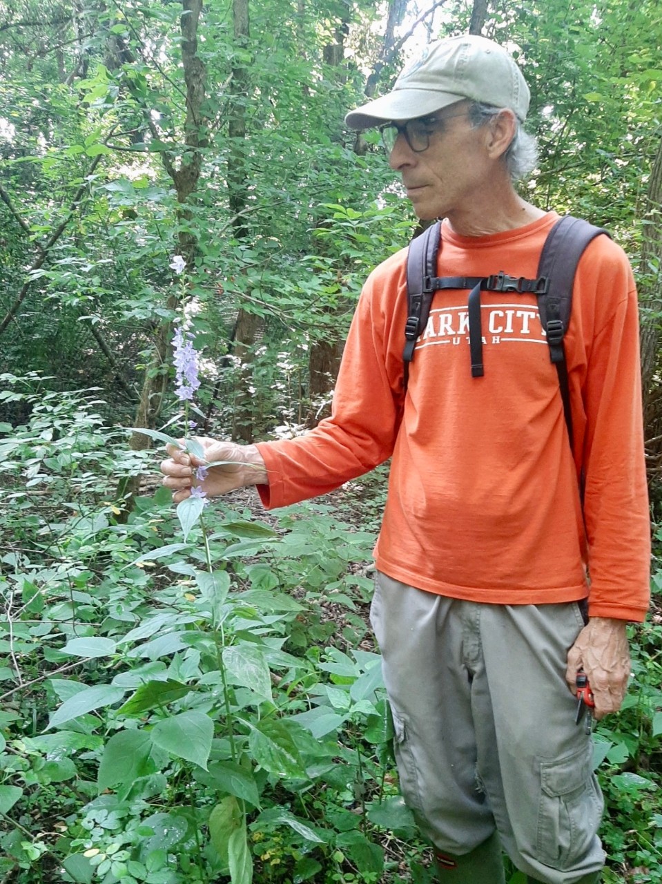 Denis Conover wearing a ballcap and backpack examines woodland plants. 