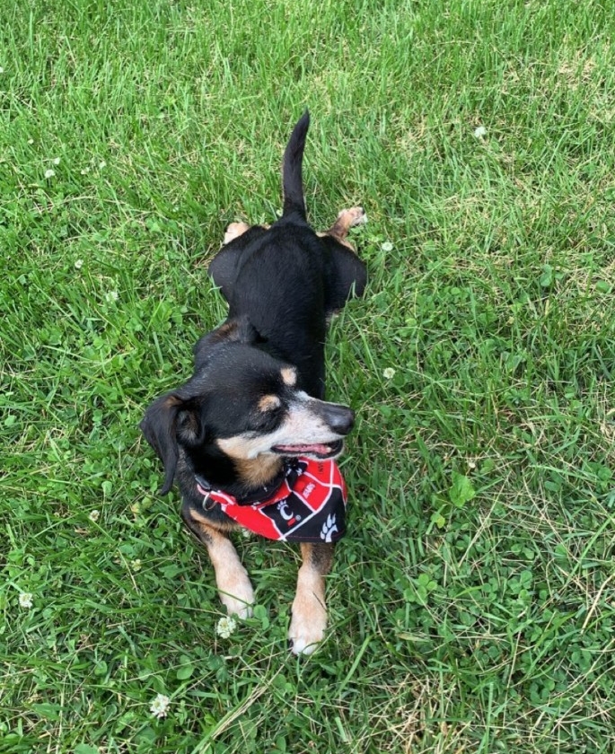 A dog wearing a UC bandana.