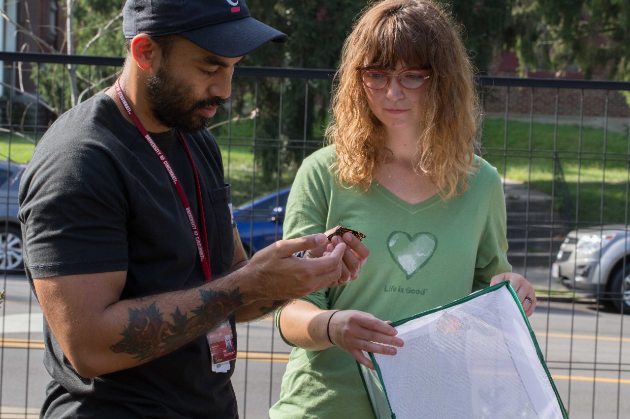 UC biology research on Monarch butterflies at the Cincinnati Zoo & Botanical Garden. Patrick Guerra, assistant professor of biological sciences, is doing research on how Monarch butterflies navigate. These butterflies take multiple generations to go to and from the same mountains of Mexico every few years. He's studying local butterflies at the UC Center for Field Studies, the Cincinnati Nature Center and the Cincinnati Zoo. Pictured here is Alexis Moore, 21, a biomedical engineering student from Columbus, Ohio assiting Patrick with the research.
