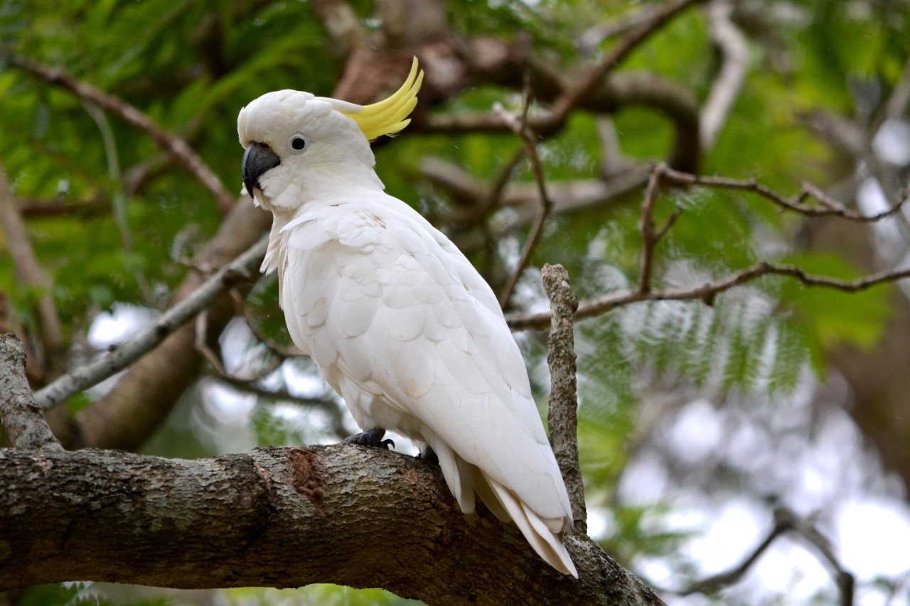 A cockatoo.