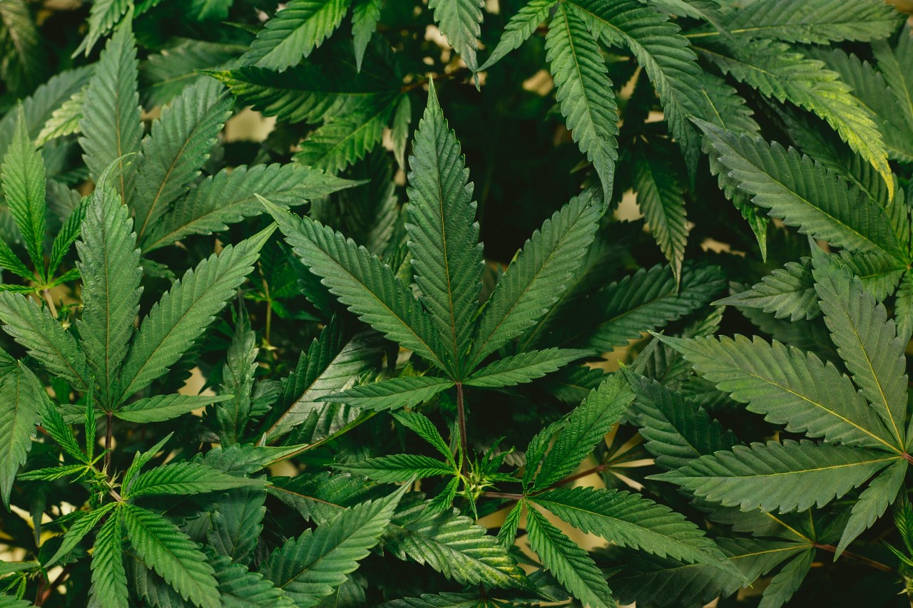marijuana leaves