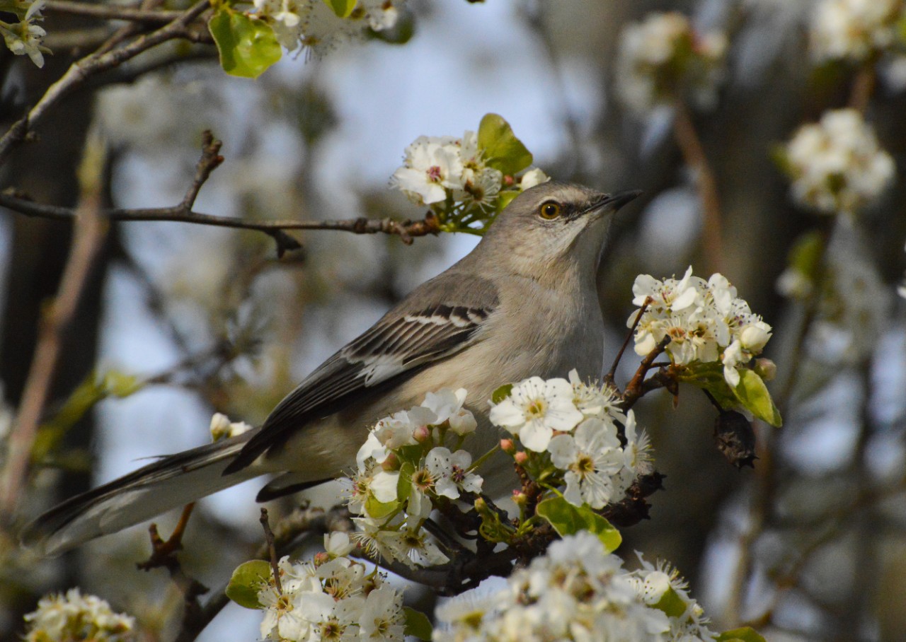 A northern mockingbird in a flowering pear tree.