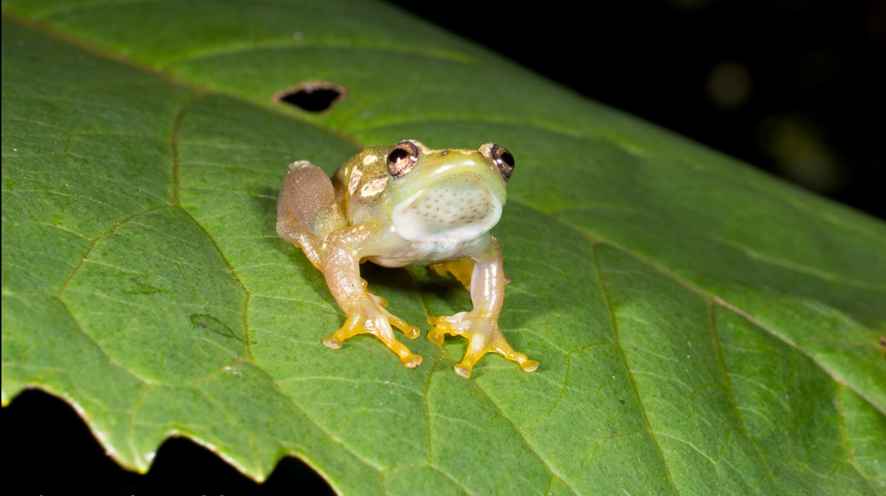 The Ukaguru spiny-throated reed frog.
