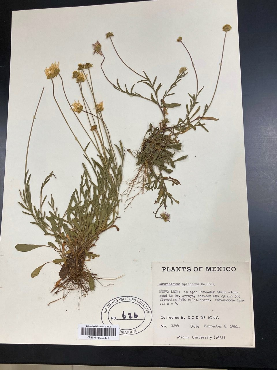 Two pressed yellow flowers from 1961 feature a label that reads: Plants of Mexico, Astranthium spendens, De Jong, Nuevo Leon: In open pine-oak stand along raod to Dr. Arroyo between KMs 29 and 30; collected by D.C.D. De Jong, September 6, 1961, Miami University