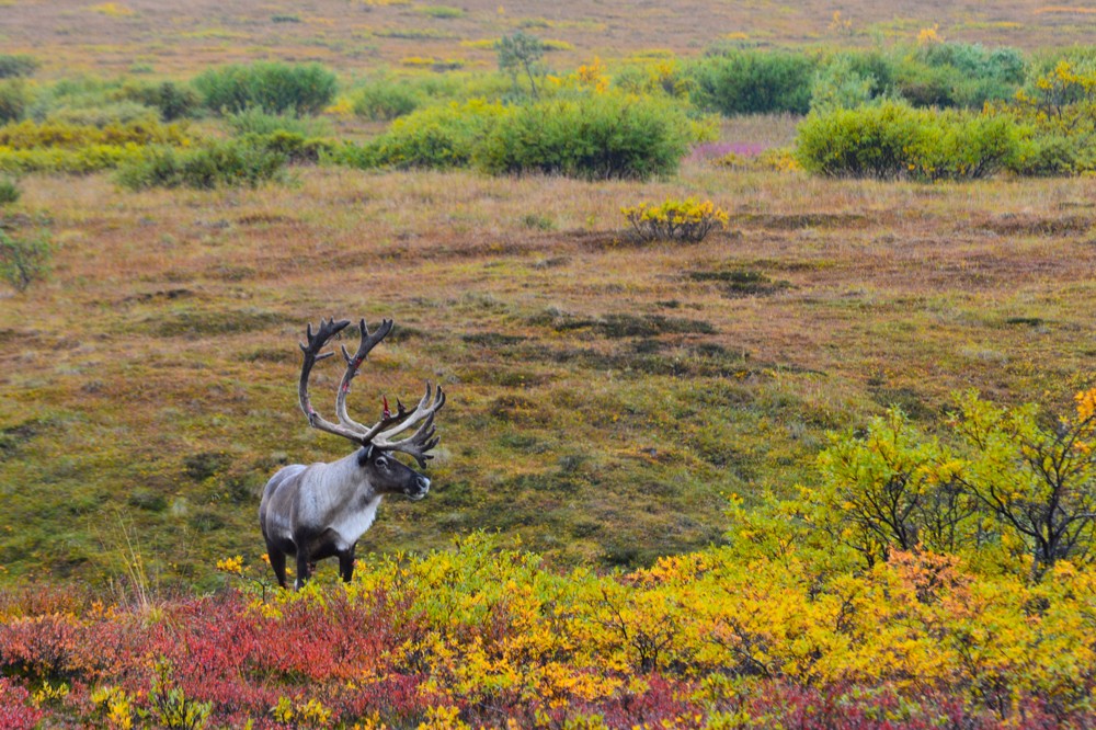 A caribou crosses the tundra.