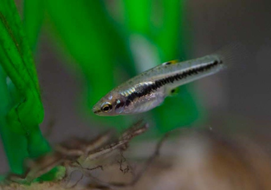 A fish in an aquarium.