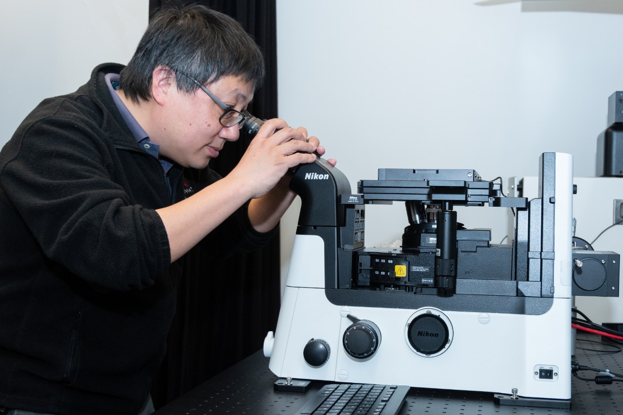 Dr. Diao puts his eye up to a microscope