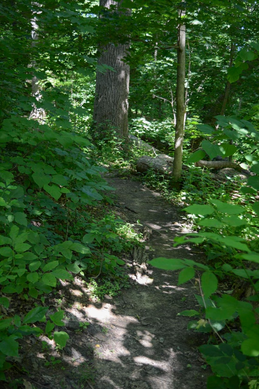 Burnett Woods beauty of the woods