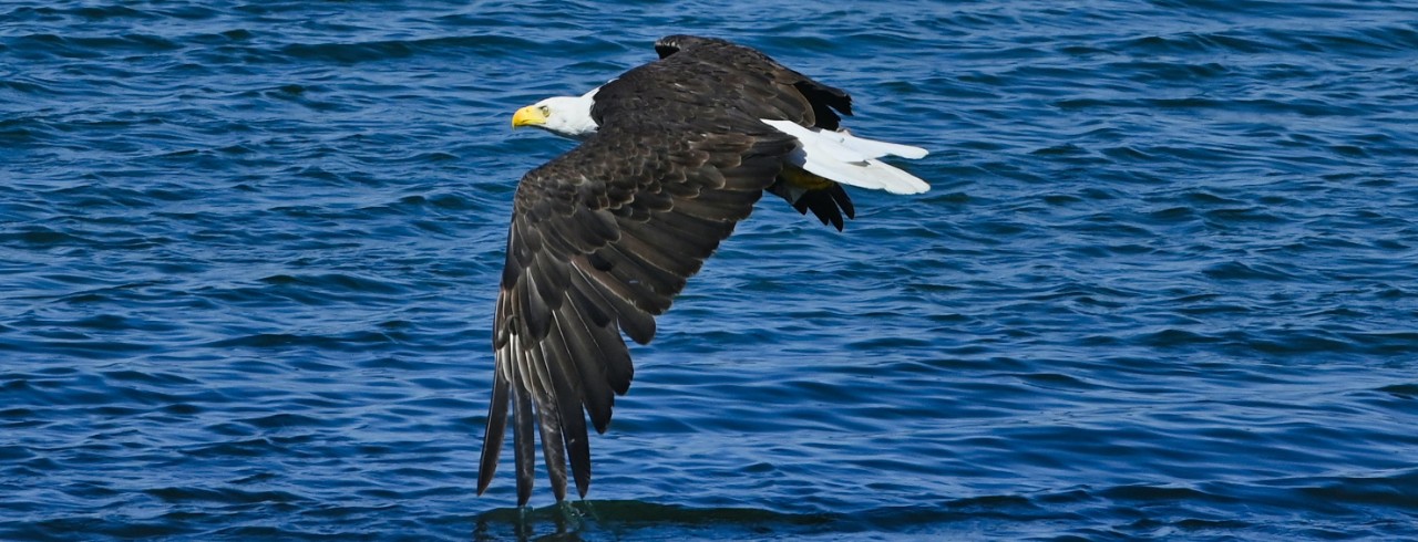 Bald eagle.
