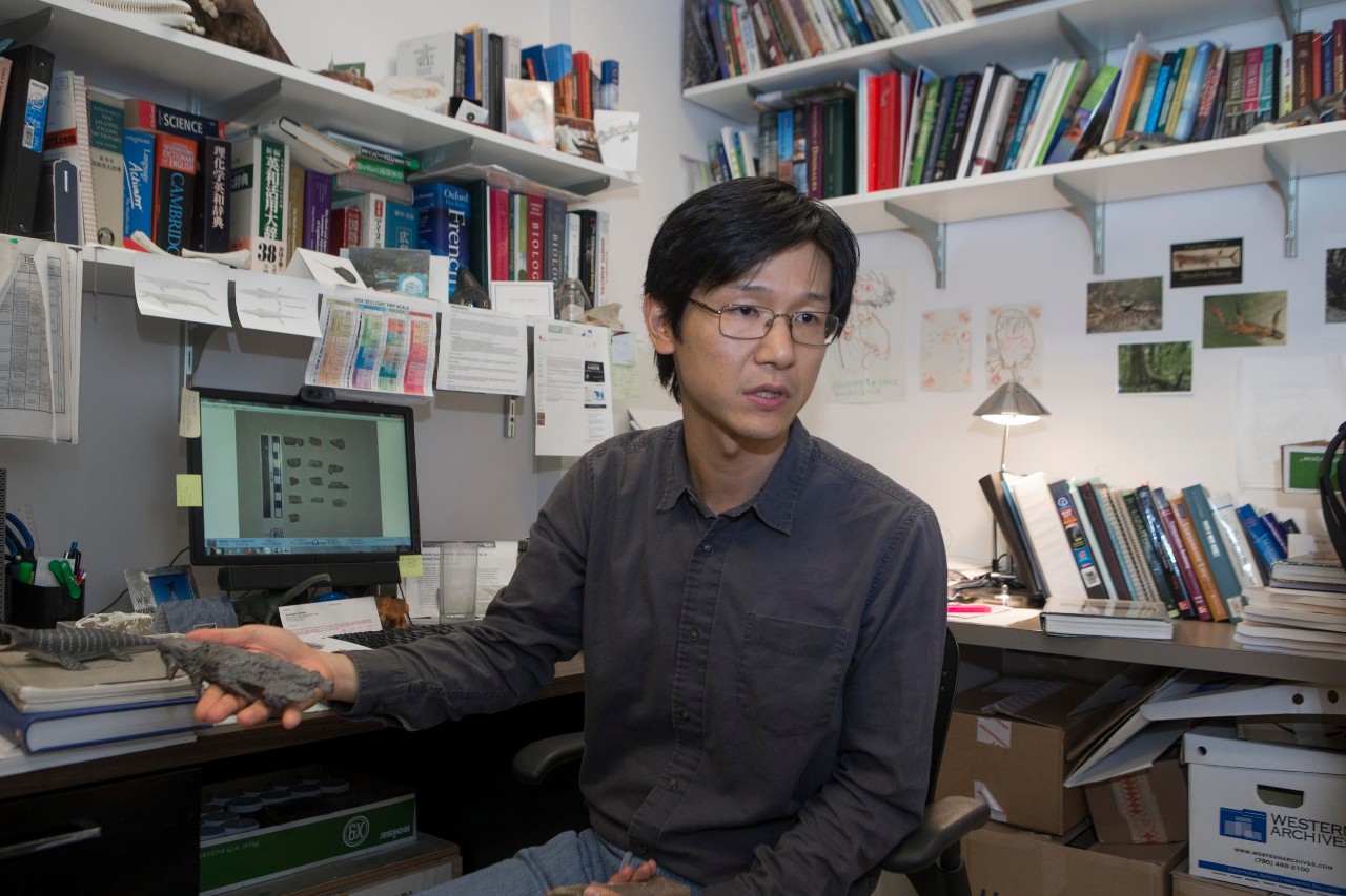 UC biology professor Takuya Konishi shown here in his off and his lab with a Mosasaur fossil at Rievschl. UC/Joseph Fuqua II