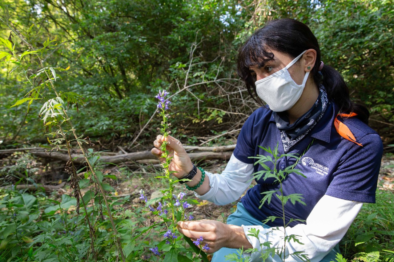 Denis Conover is working on a native plant restoration project for Bender Mountain.