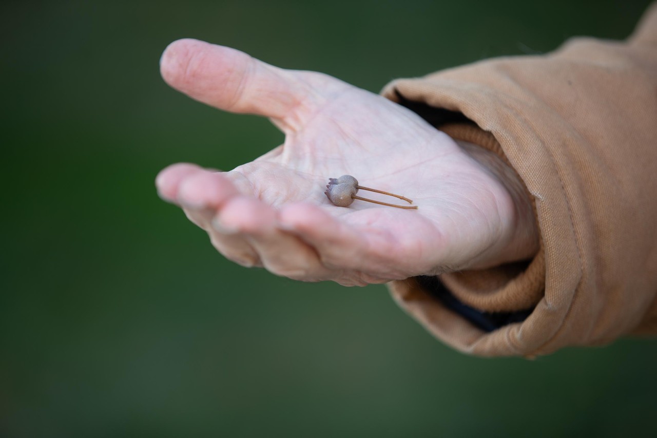 231129aConover039.CR2
UC Professor Denis Conover has a new study on invasive, nonnative plants at arboretums and other public places that are spreading into natural areas in Cincinnati. He studies how invasive plants outcompete native flora, reducing biodiversity in places where they are found.