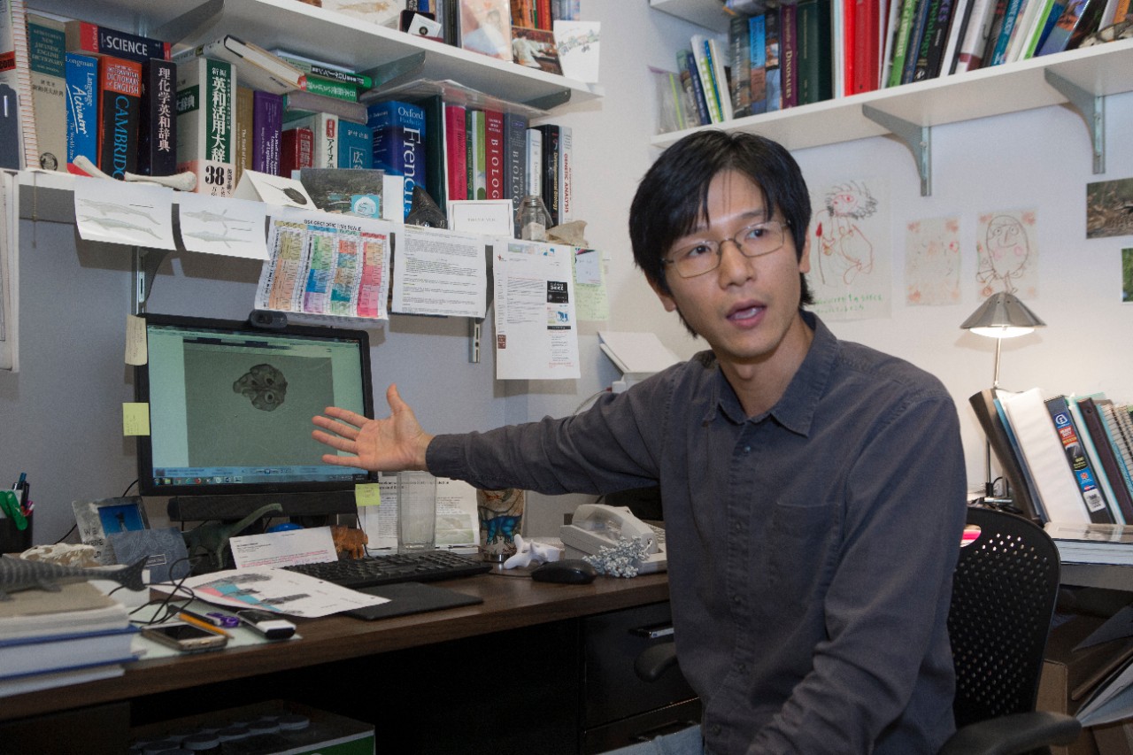 UC biology professor Takuya Konishi shown here in his off and his lab with a Mosasaur fossil at Rievschl. UC/Joseph Fuqua II