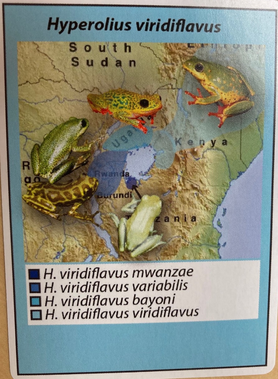 A frog trading card features five frogs superimposed over a map of East Africa with their Latin names.