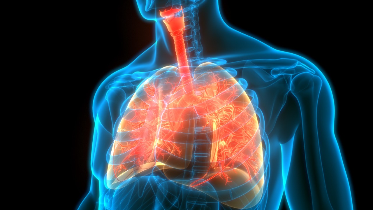 an illustration of human lungs