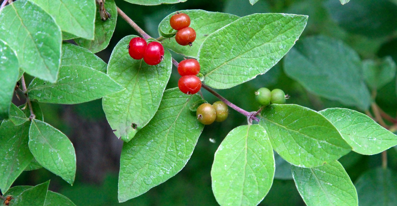 The red berries and green leaves of invasive honeysuckle.