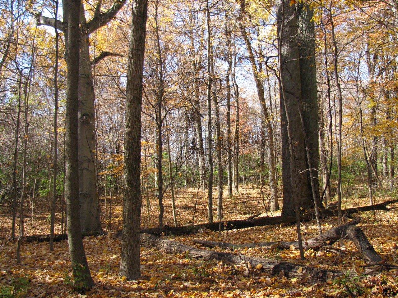 Trees full of colorful leaves fill a forest.
