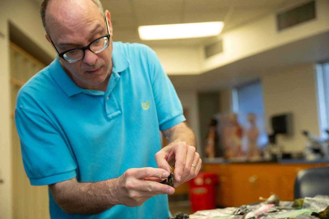 UC Professor Ron Canterbury is studying bird strikes, which are an increasingly frequent issue during the semiannual migrations.