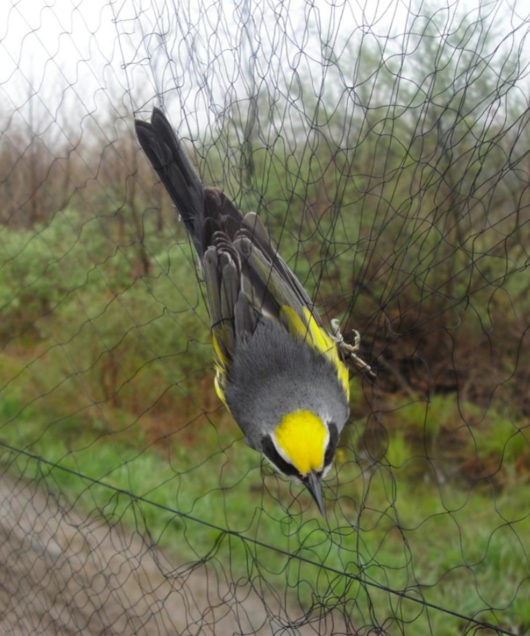 A golden-winged warbler is caught in a mist net.