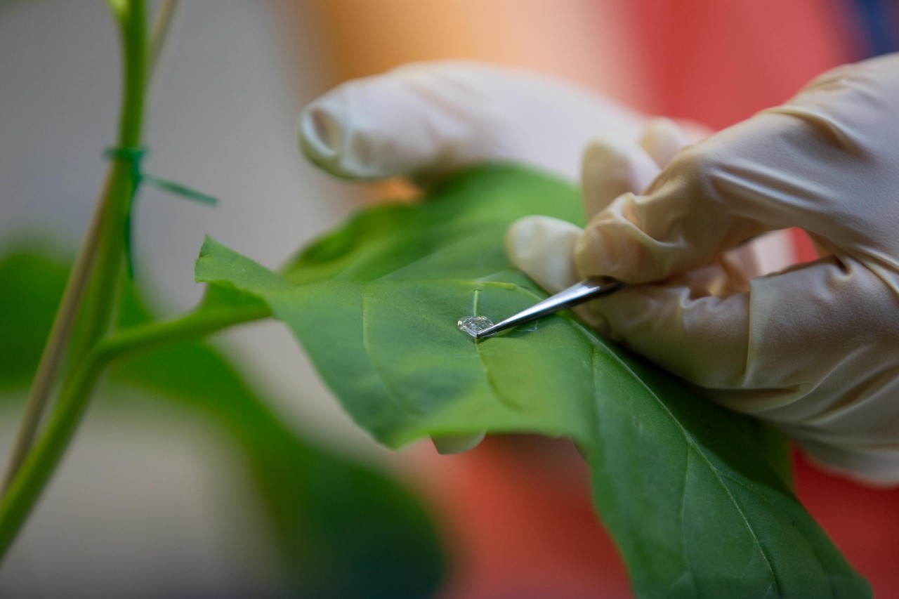 UC chemistry Assistant Professor Pietro Strobbia is using chemistry to study viruses in plants. Graduate student Niloufar Yavari works in his lab.