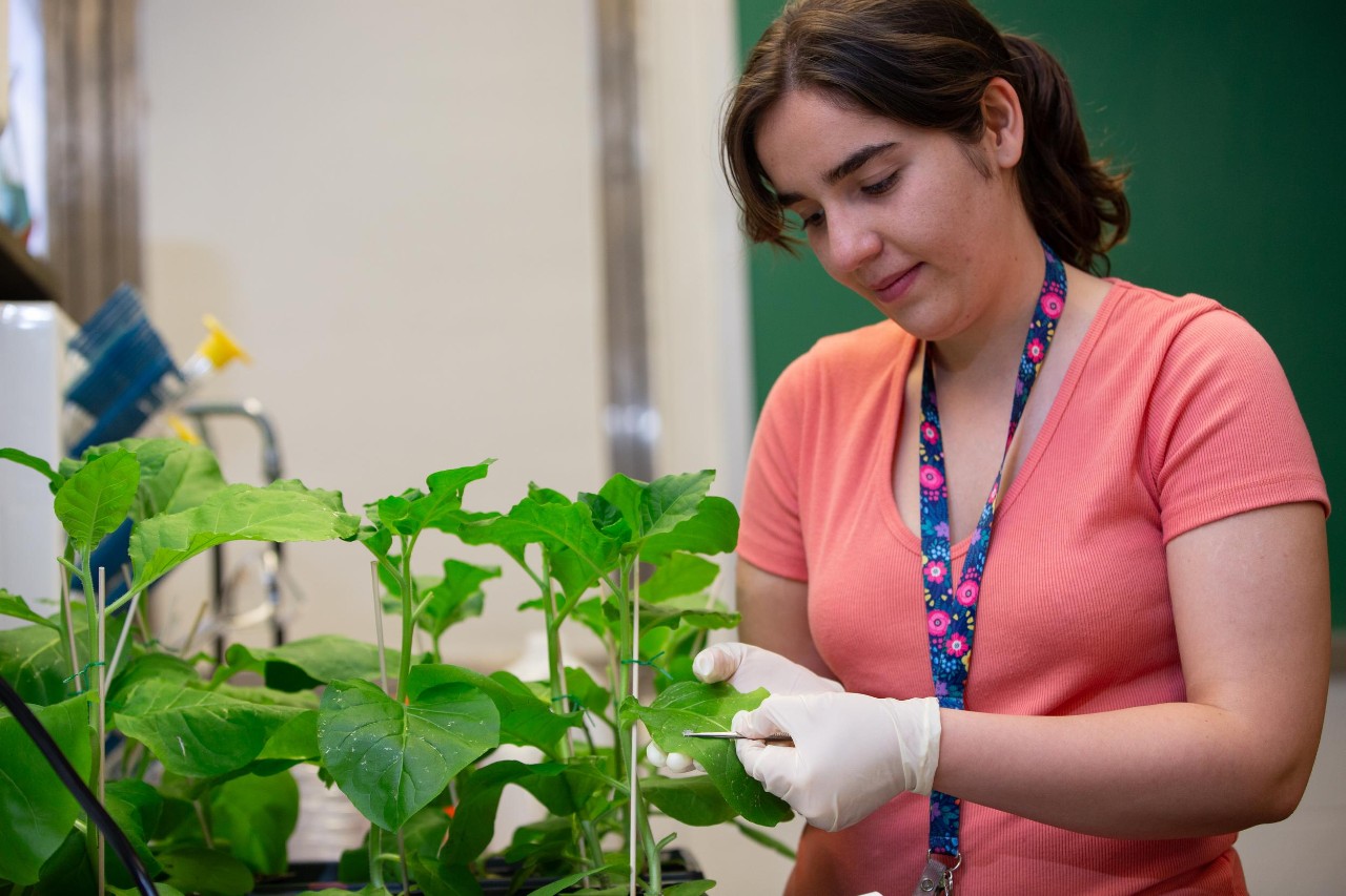 UC chemistry Assistant Professor Pietro Strobbia is using chemistry to study viruses in plants. Graduate student Niloufar Yavari works in his lab.