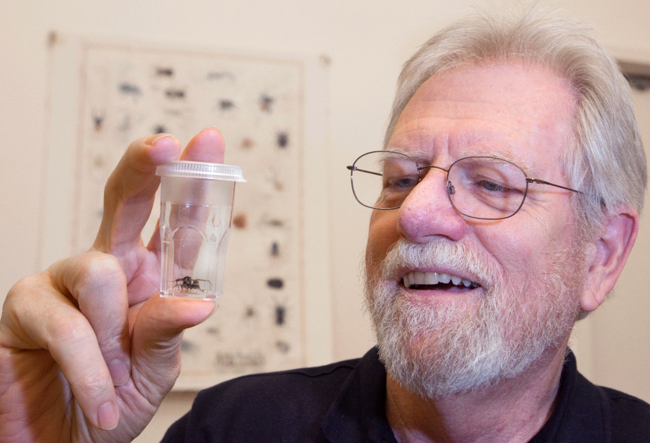 Professor, Biological Sciences Dr. George W. Uetz holds one of his male spider in his lab at Rieveschl Hall.  UC/ Joseph Fuqua II