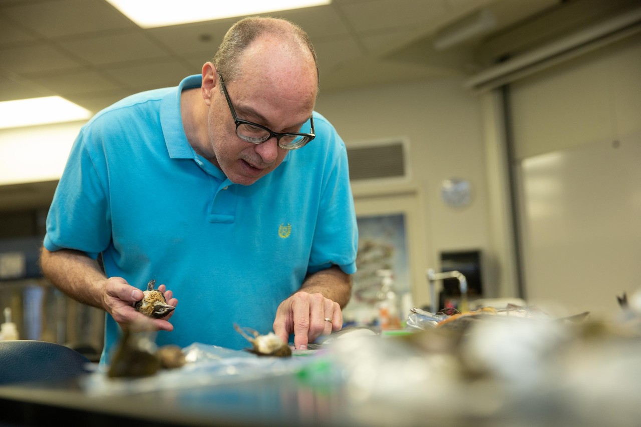 UC Professor Ron Canterbury is studying bird strikes, which are an increasingly frequent issue during the semiannual migrations.