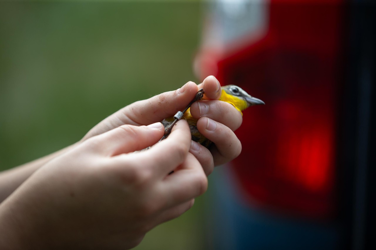 UC biologist and ornithologist Ron Canterbury at the Center for Field Studies with helpers banding birds for research.
