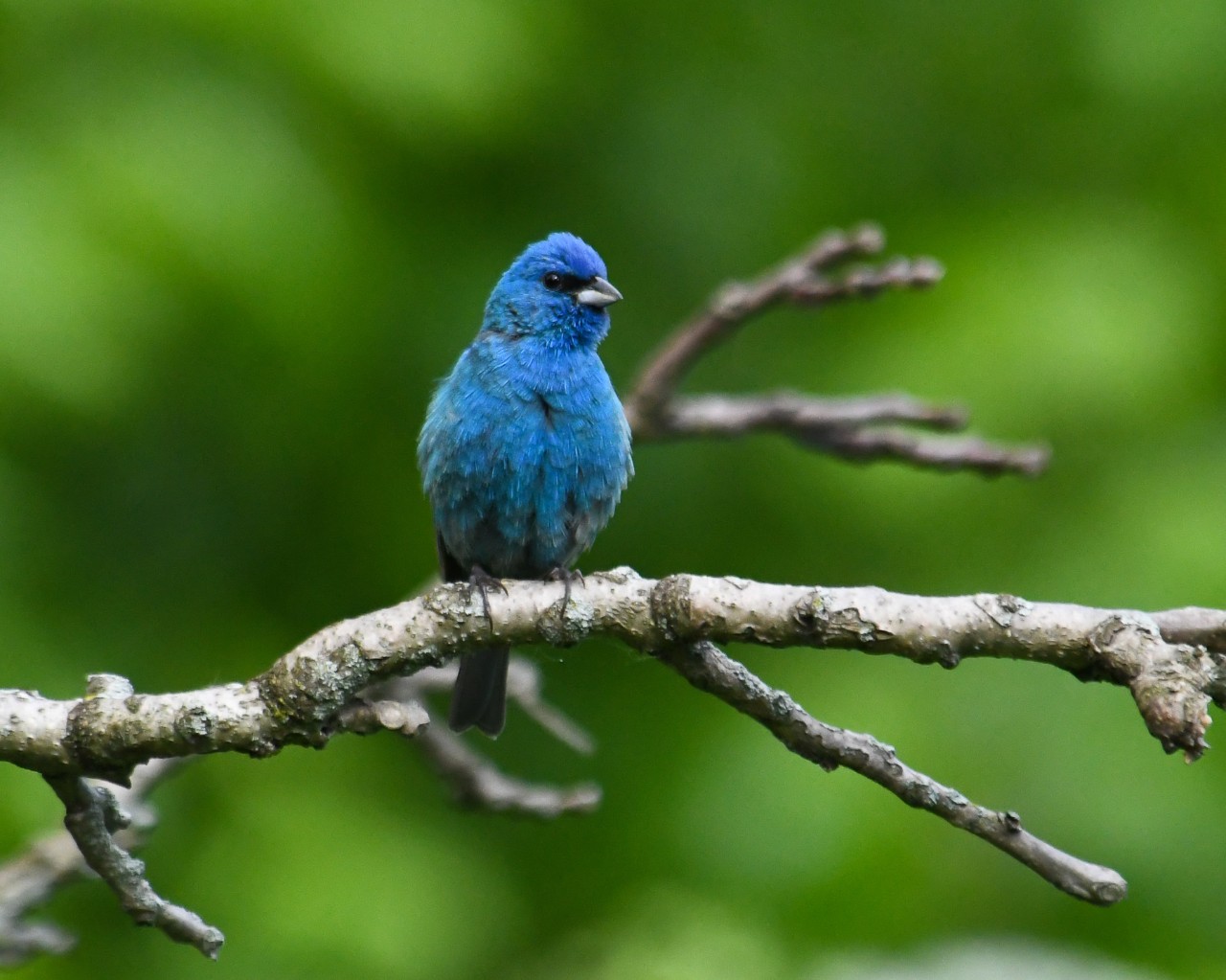 An indigo bunting perches in a tree.