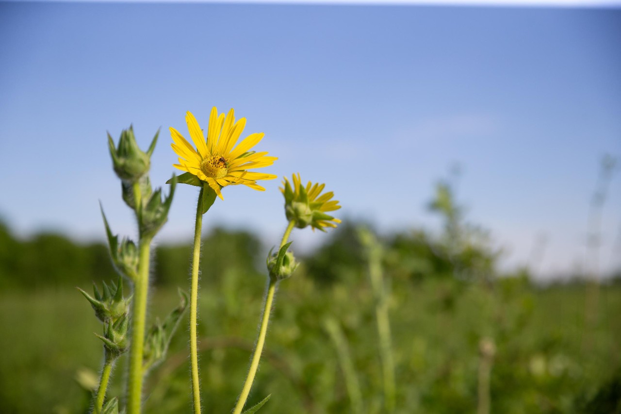 UC biologist and ornithologist Ron Canterbury at the Center for Field Studies with helpers banding birds for research.