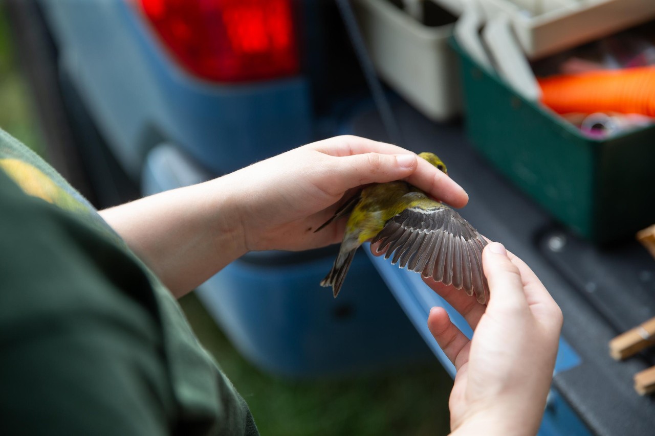 UC biologist and ornithologist Ron Canterbury at the Center for Field Studies with helpers banding birds for research.