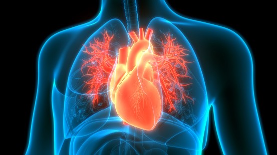 an illustrated depiction of the cardiovascular system in a human