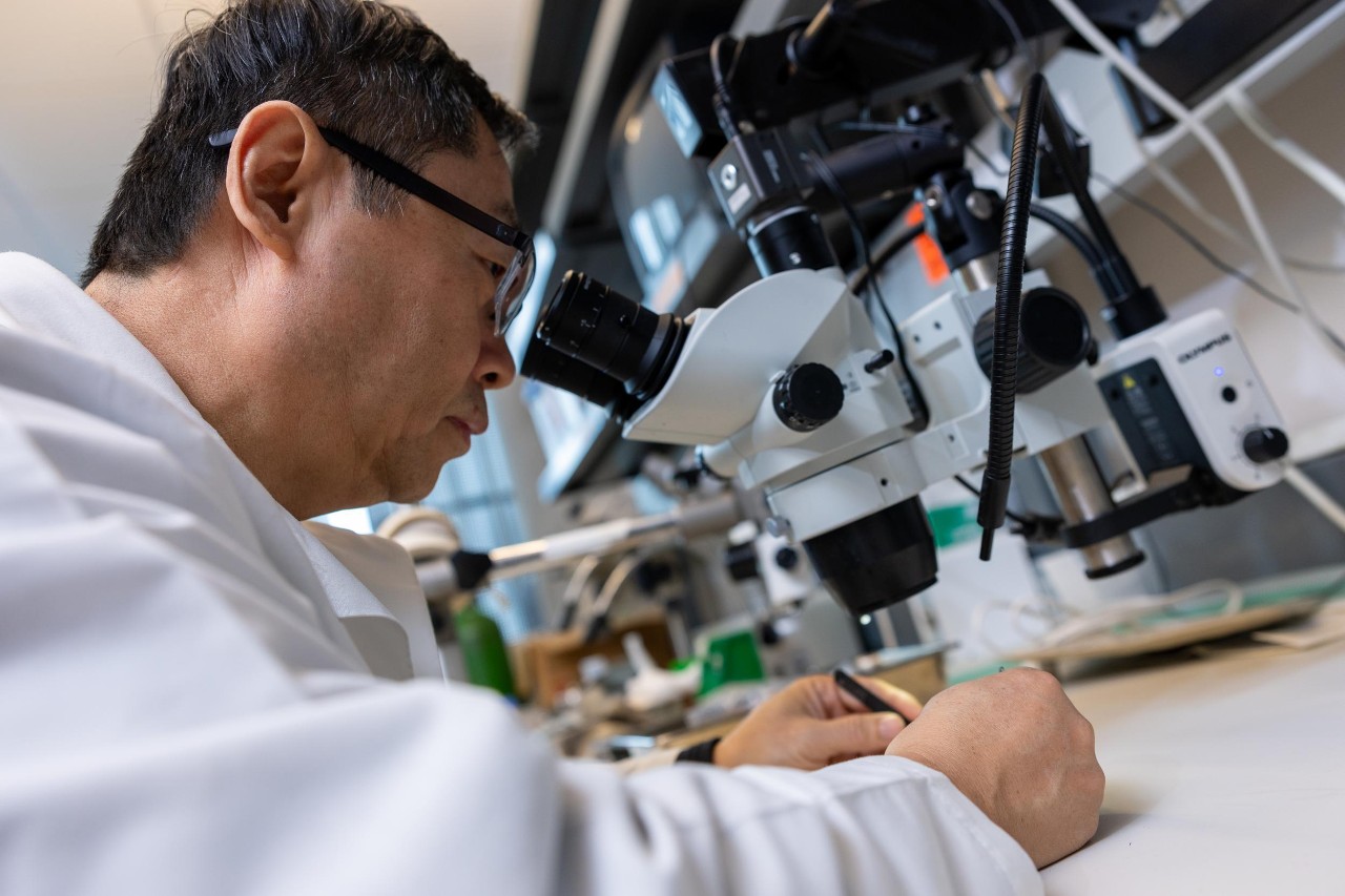 Dr. Jun-Ming Zhang has received a prestigious Javits Neuroscience Award from the NIH to continue his research into how blood vessels affect spontaneous pain after nerve injury.