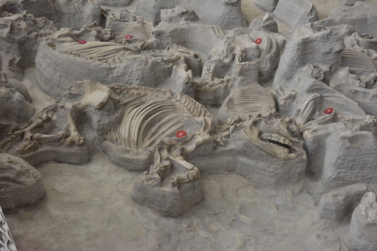 A partially exposed fossil of a prehistoric rhino.