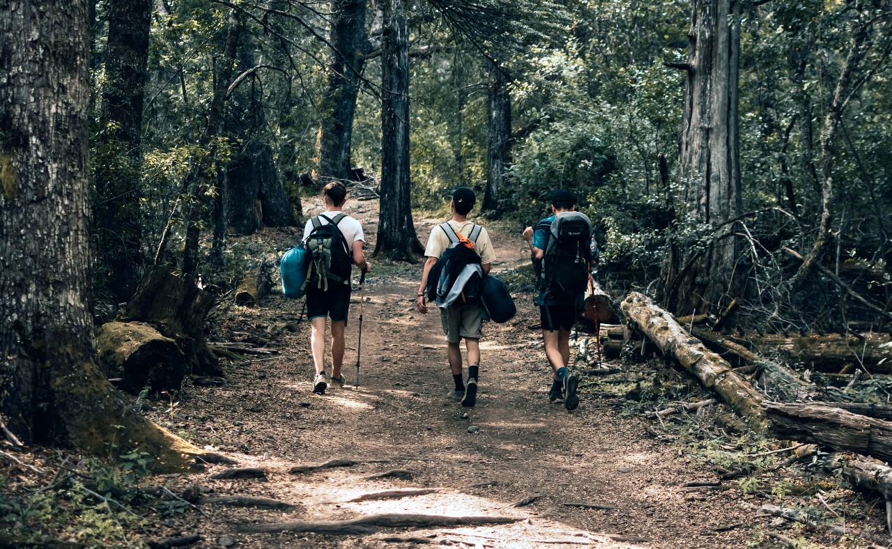 Students with backpacks hike through large trees in a forest.